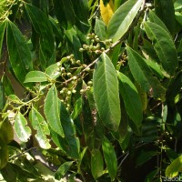 Symplocos acuminata (Blume) Miq.